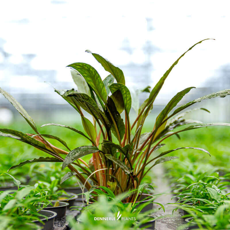 Cryptocoryne beckettii Dennerle Plants