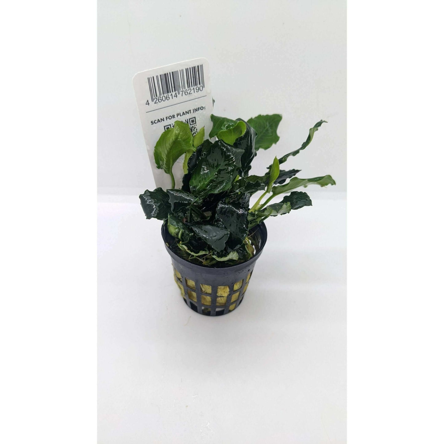 ANUBIAS 'KIRIN' Dennerle Plants