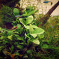 ANUBIAS NANA 'JADE' Dennerle Plants Dennerle Plants
