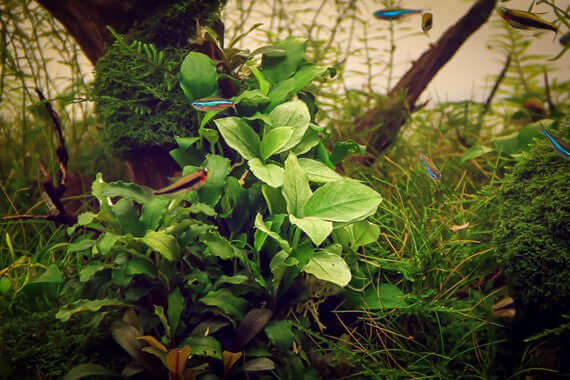 ANUBIAS NANA 'JADE' Dennerle Plants Dennerle Plants