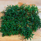 Bucephalandra supermini phantom Sousleau Aquarium