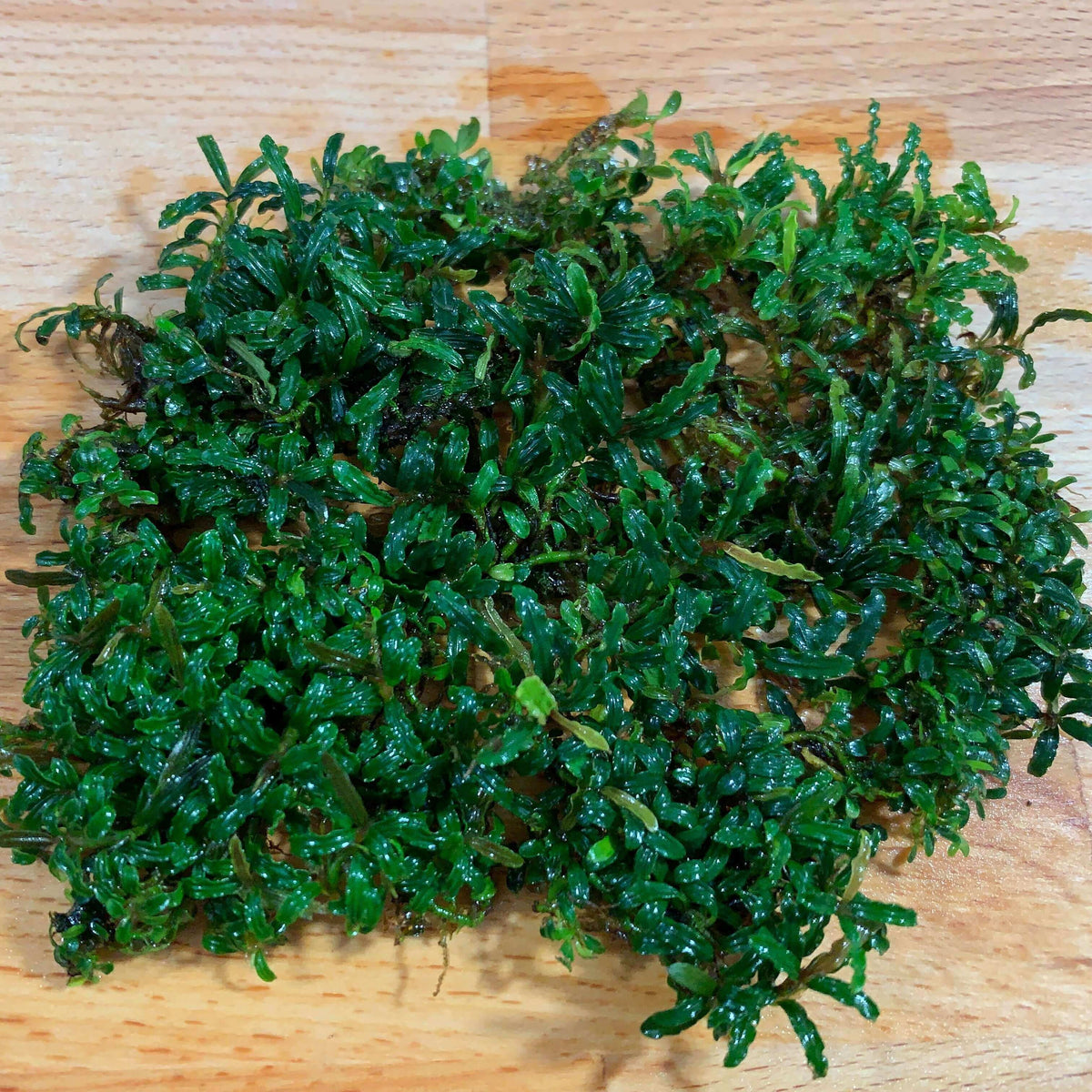 Bucephalandra supermini phantom Sousleau Aquarium