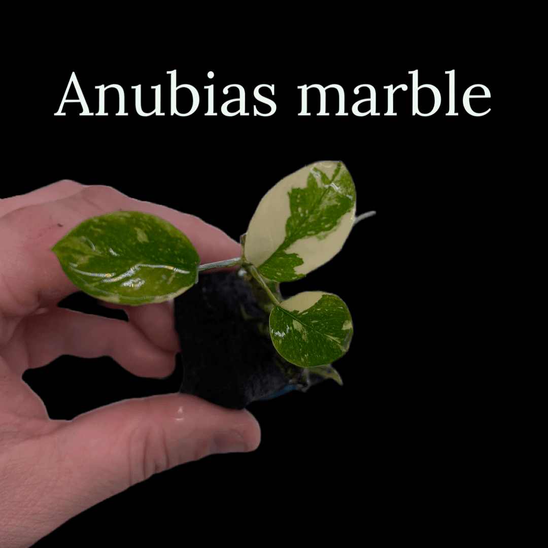 Anubias marble