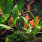ANUBIAS BARTERI VAR. GLABRA Dennerle Plants Dennerle Plants