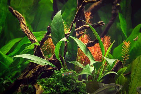 ANUBIAS BARTERI VAR. GLABRA Dennerle Plants Dennerle Plants