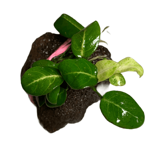 Anubias Stardust Sousleau Aquarium