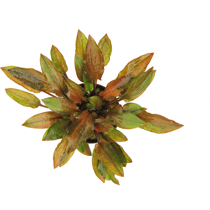 Cryptocoryne Walkeri Legroi Dennerle Plants Dennerle Plants