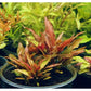 Cryptocoryne Walkeri Legroi Dennerle Plants Dennerle Plants