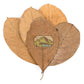 Jack Fruit Leaves - 10 Pack Newcal