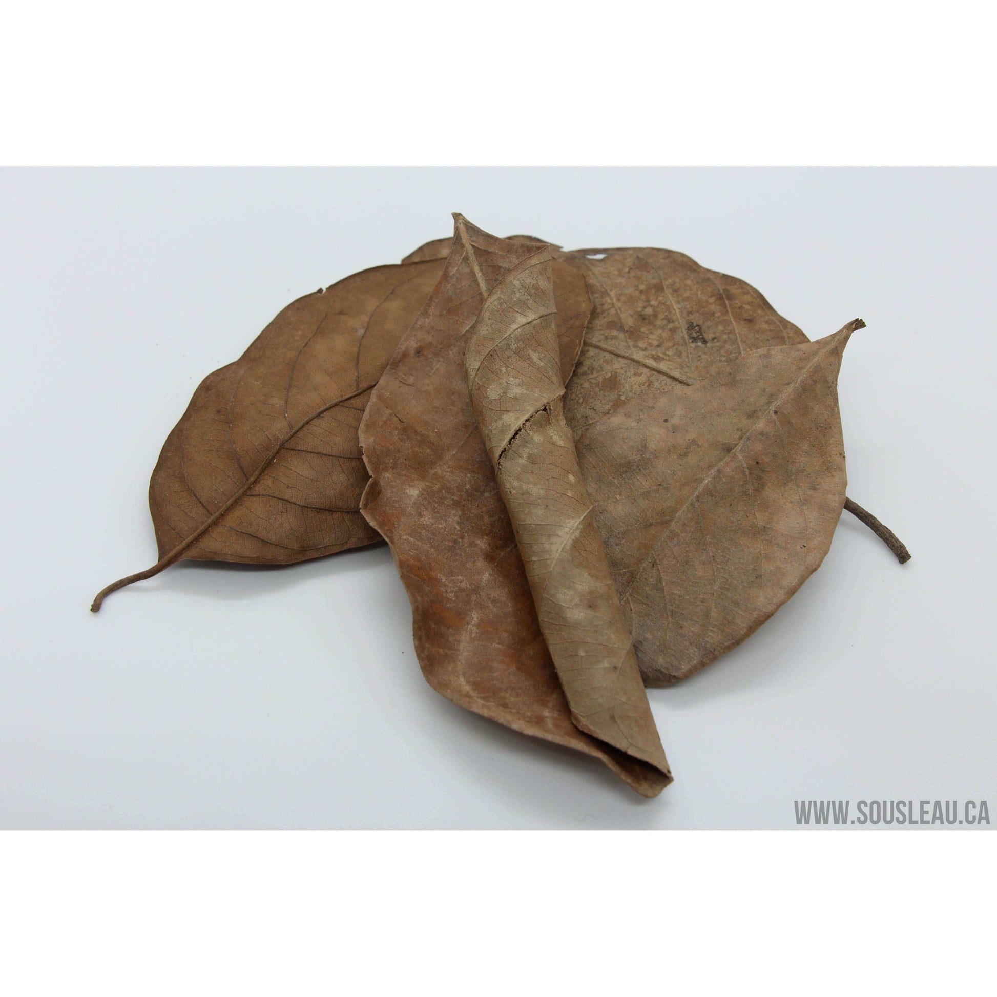 Jackfruit leave 10 pcs