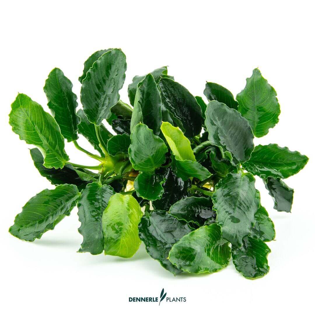 ANUBIAS 'KIRIN' Dennerle Plants