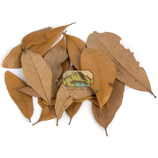 Live Oak Leaf Litter Newcal