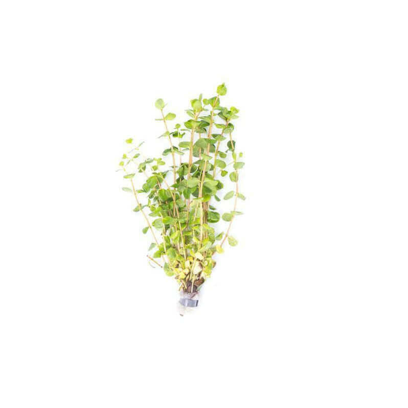 Rotala ceylon - Sousleau