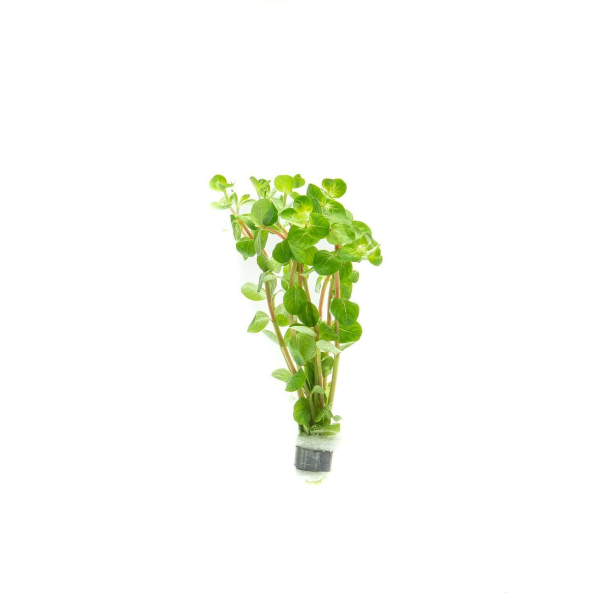 Rotala Fujian Sousleau Aquarium Sousleau Aquarium