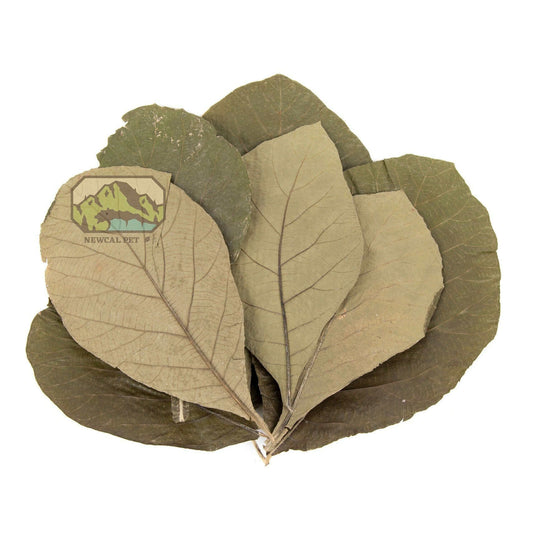 Teak Leaves - 10 Pack Newcal