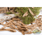 Willow Oak Leaf Litter - Sousleau